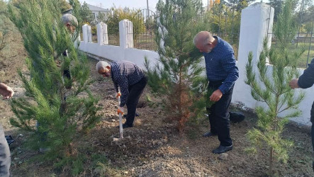 Şəhid ailələrinin üzvləri ağacəkmə aksiyasına qoşulublar