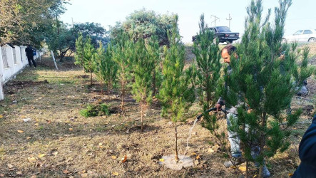 Şəhid ailələrinin üzvləri ağacəkmə aksiyasına qoşulublar