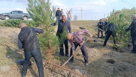 Şəhid ailələrinin üzvləri ağacəkmə aksiyasına qoşulublar