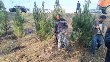 Şəhid ailələrinin üzvləri ağacəkmə aksiyasına qoşulublar