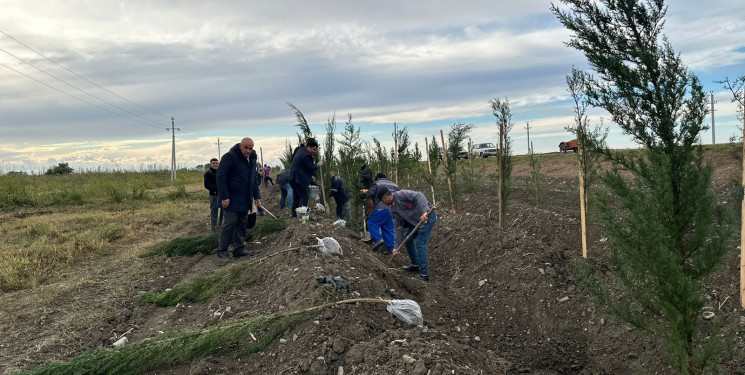 Zərdab rayonu ərazisində ağacəkmə aksiyası davam etdirilir