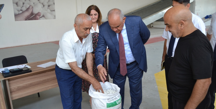 Zərdab rayonunda barama tədarükü üzrə plan və öhdəliyə əməl edilib